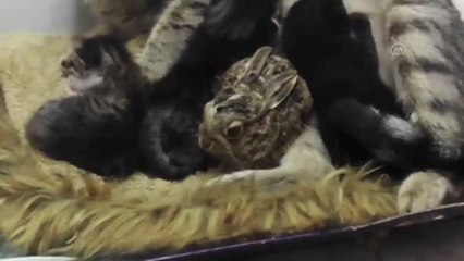 Bursa'da köpeklerden kaçan tavşan yavrusuna kedi annelik ediyor