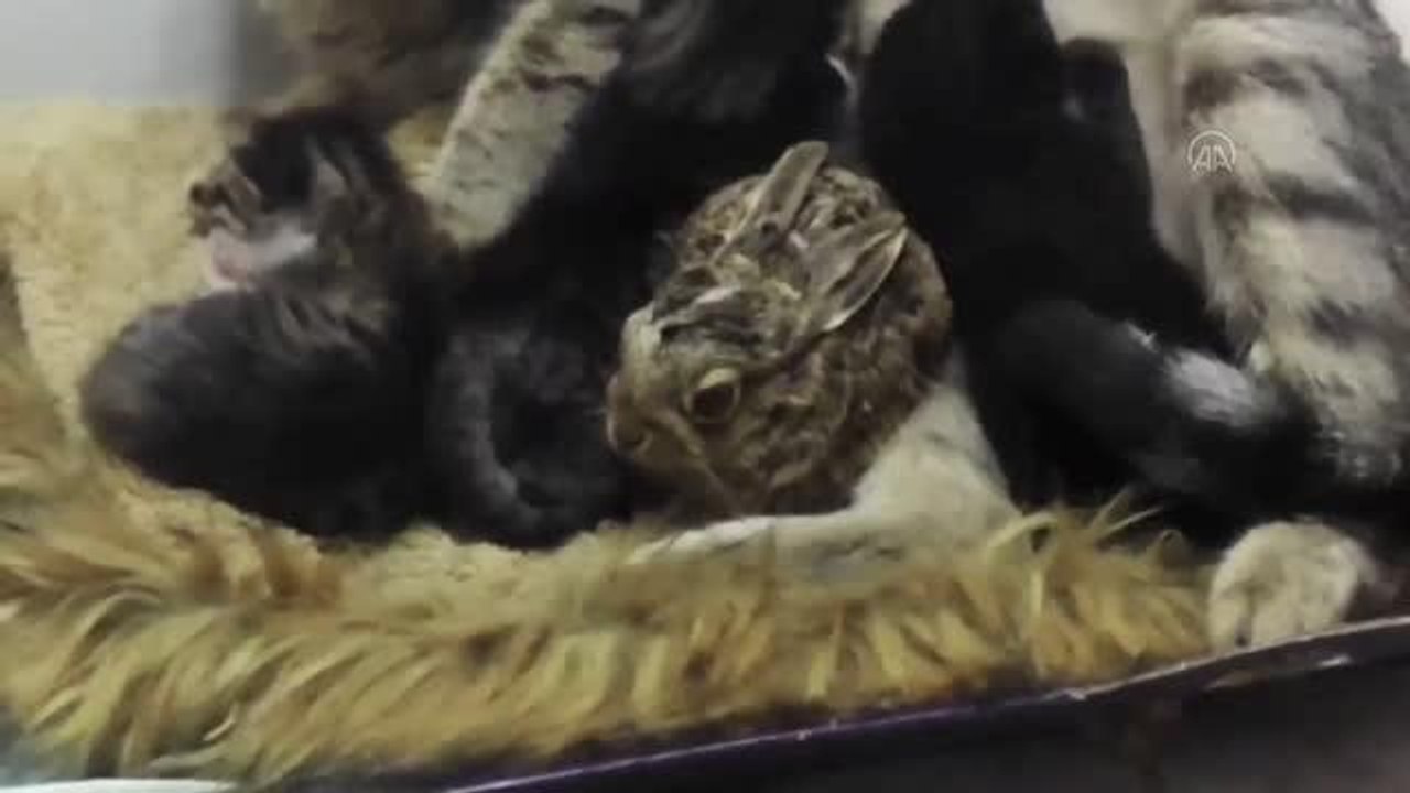 Bursa'da köpeklerden kaçan tavşan yavrusuna kedi annelik ediyor