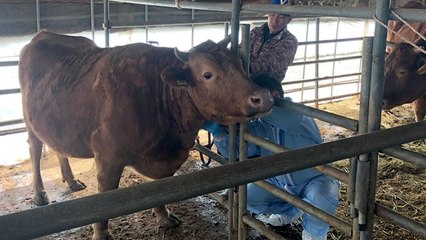 [인천] 옹진군 구제역 유입차단 위해 백신 일제 접종 / YTN