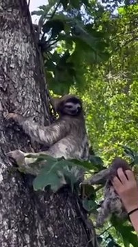 Elle rend son petit à une maman paresseux... Trop adorable