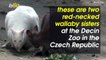 Wallaby Sisters Swap Babies and Share the Burden of Motherhood at Czech Zoo