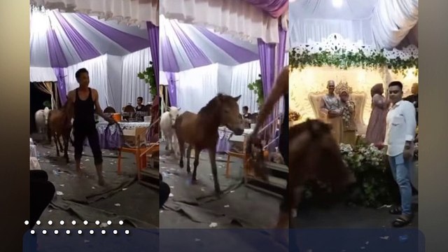 Nikahan Pakai Jalan Kampung, Warga Angon Kuda Mampir ke Tenda Pernikahan, Pengantin Cuma Bisa Tertawa