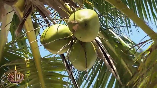 Anabel Pantoja, golpeada por un coco en 'Supervivientes'