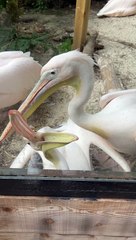 Pelican Bites at Glass in Edinburgh Zoo