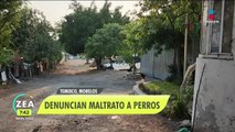 Denuncian malas condiciones en perrera municipal de Temixco, Morelos