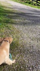 Chunky Dog Gets Stuck in Hole