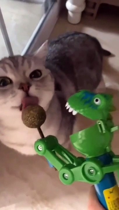 Kucing Lucu