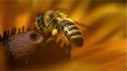 A la rencontre des pollinisateurs