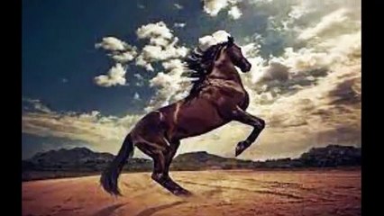 Puiu Nastase- gypsy woman