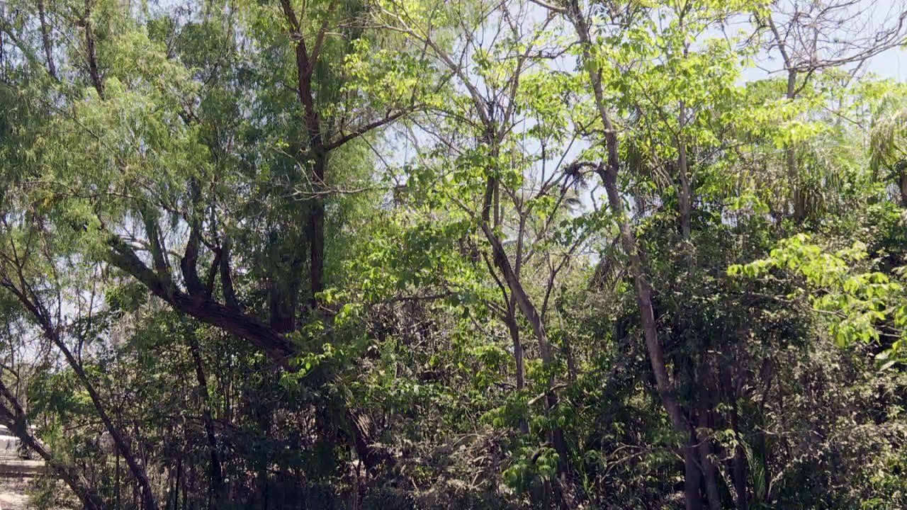 En el abandono el bosque de las iguanas en Valle de Banderas | CPS Noticias Puerto Vallarta