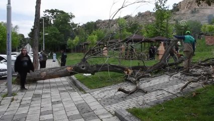 Üzerine ağaç devrilen 2 kişi yaralandı