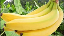 Pisang Ambon yang Bukan dari Ambon