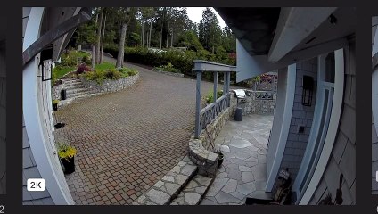 Pet Goose Gets Attacked by Eagle