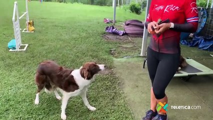 ext-mascoticas-190522