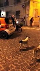 Nuevo método para evitar mordidas de perro
