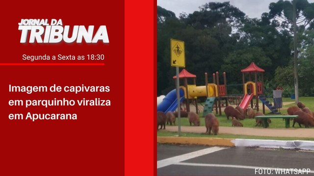 Imagem de capivaras em parquinho viraliza em Apucarana