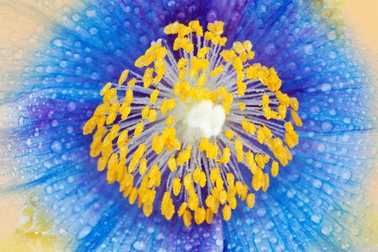 Allergists Say Eating Local Honey Probably Won't Cure Your Seasonal Allergies—Here's Why