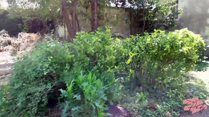 Rénovation de l'entrée ( et invasion de rats )