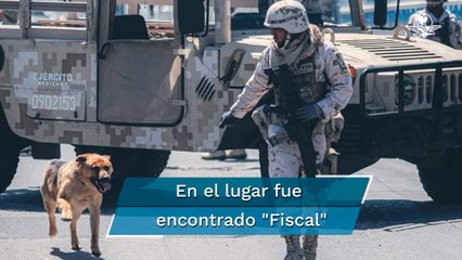 Ejército se encariña y rescata a "narcoperro" hallado en túnel de Tijuana