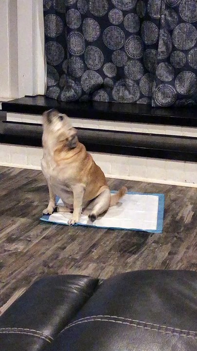 Pupper's Got Butt Itches
