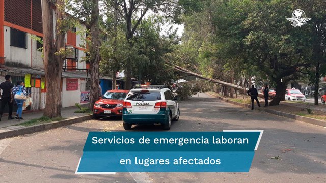 Fuertes vientos provocan caída de árboles y espectaculares en CDMX; activan alerta amarilla por llu