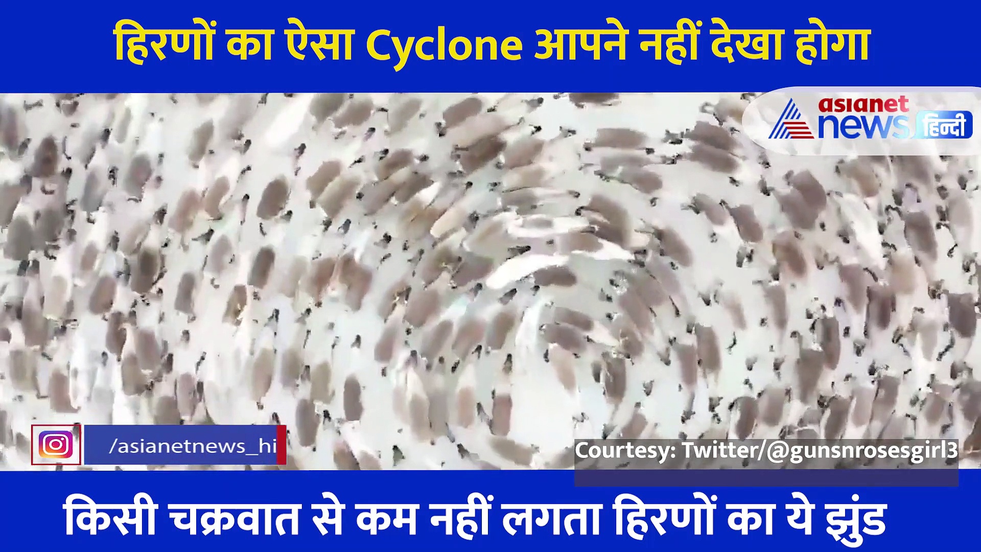 हिरणों का ऐसा Cyclone आपने नहीं देखा होगा, वीडियो देख हैरान रह जाएंगे आप