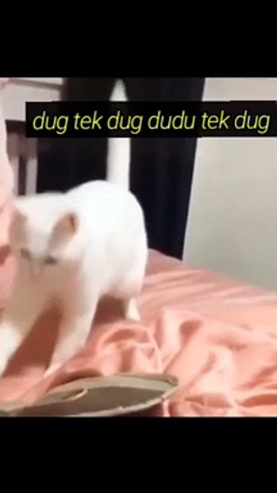 Kucing Tengil