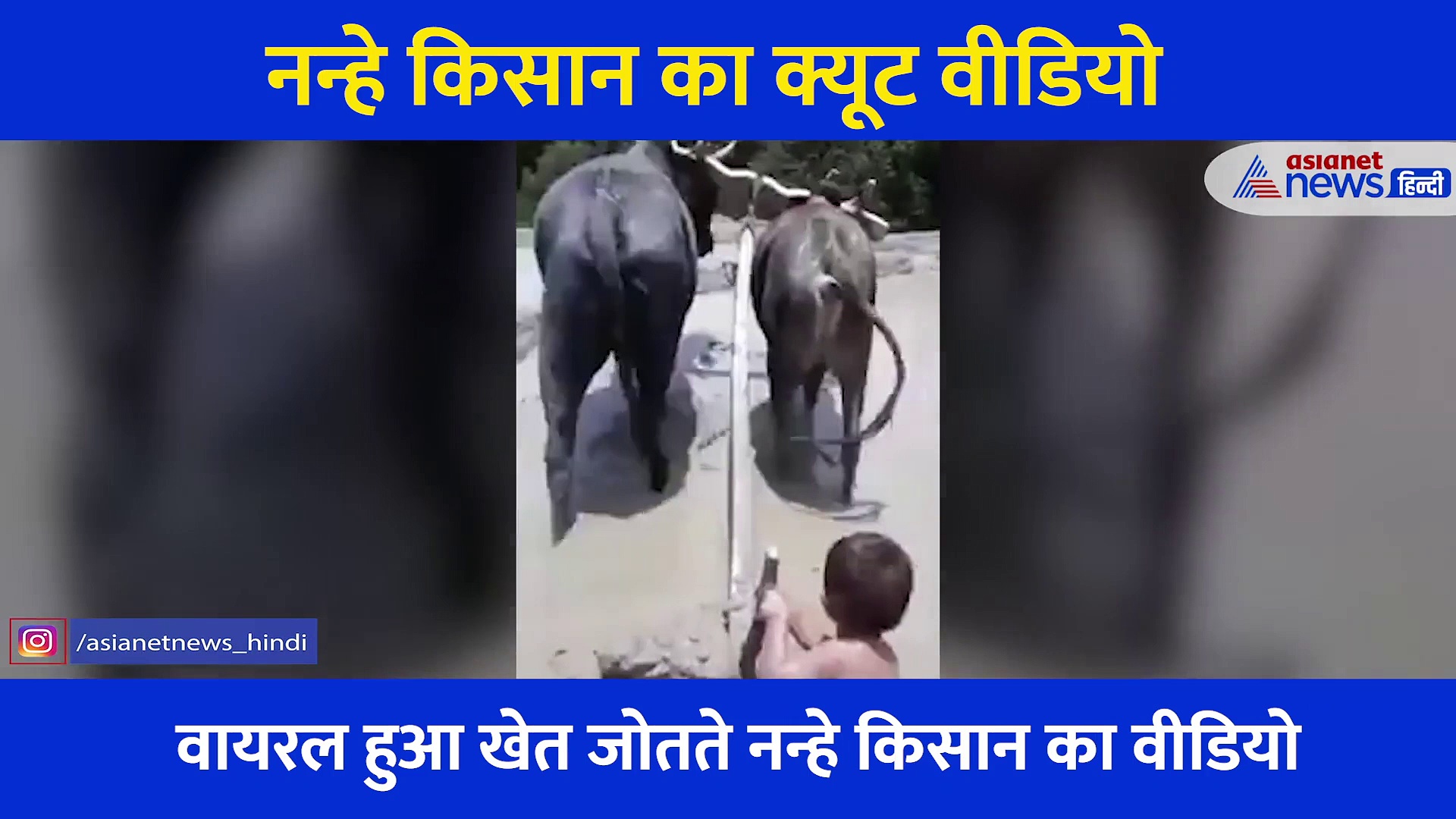आपका दिन बना देगा नन्हे किसान का क्यूट वीडियो... खेत में पहुंच यूं चलाया हल, बैलों को दिया धक्का