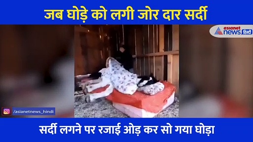 आज रजाई में चिल मारेगा तेरा भाई, जब कड़ाके की ठंड में ओढ़कर सो गया घोड़ा, देखें वायरल वीडियो