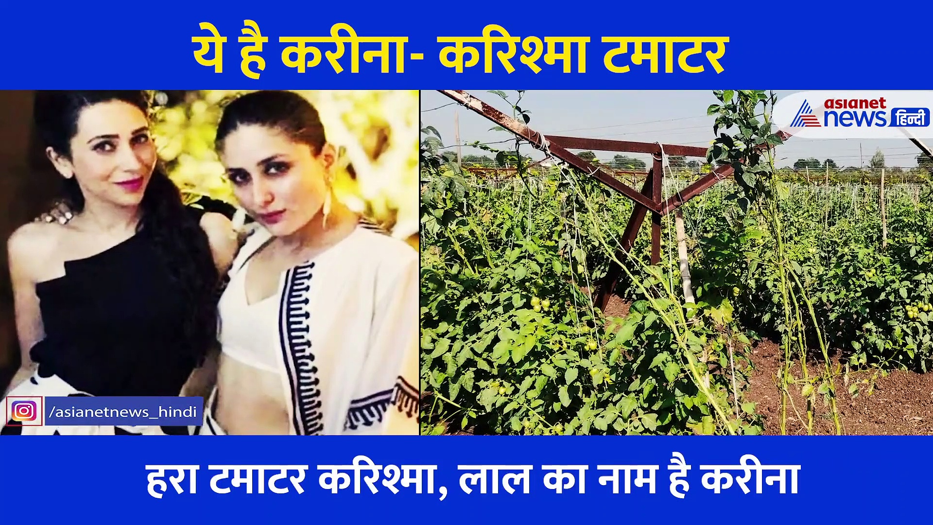 करीना-करिश्मा के नाम पर यहां कमाई कर रहे हैं किसान, हर महीने कमा रहे 50 से 60 हजार रुपये, जानें पूरा मामला