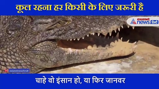 मगरमच्छ ने इतने कूल तरीके से मारी पानी में एंट्री, आपका दिल जीत लेगा ये शानदार VIDEO