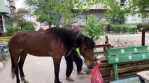 Alltag im Krieg in Severodonetsk: Er hat wenigstens sein Pferd gefunden
