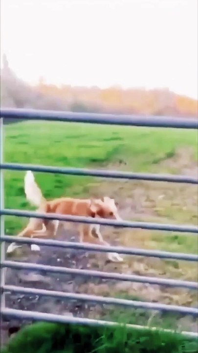 wee video