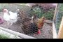 Our Chickens Strutting Their Stuff at the Roznak Retreat