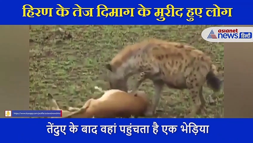 भेड़िया और तेंदुए को हिरण ने बनाया  बेवकूफ, पास आए दोनों तो किया मरने का नाटक