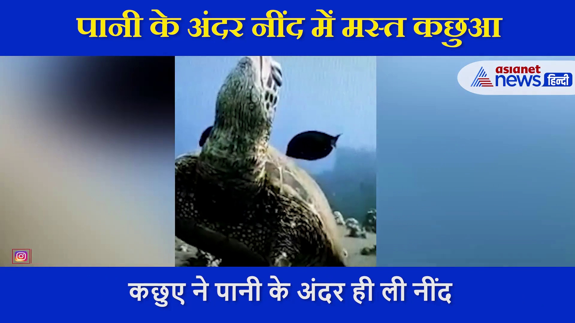 नींद आई तो पानी के अंदर सोने लगा कछुआ, कैमरे में कैप्चर हुआ रेयर वीडियो