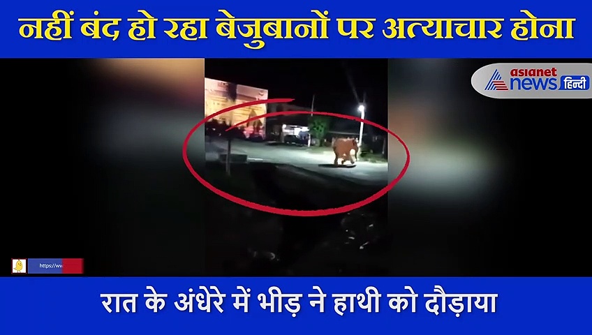 रात के अंधेरे में भीड़ ने हाथी को दौड़ाया, लोगों ने पूछा ये बताओ जानवर कौन है