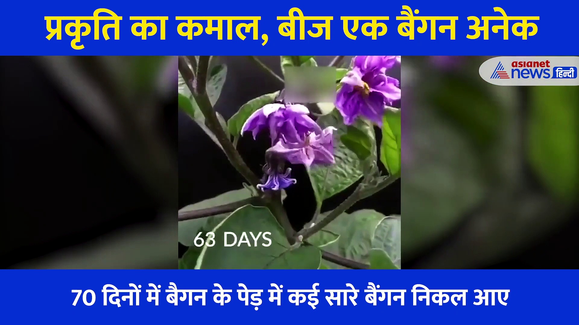 कैमरा लगा हर दिन की गई रिकोर्डिंग, 70 दिन बाद एक बीज से यूं खड़ा हुआ पेड़, Video देख हर कोई रहा हैरान