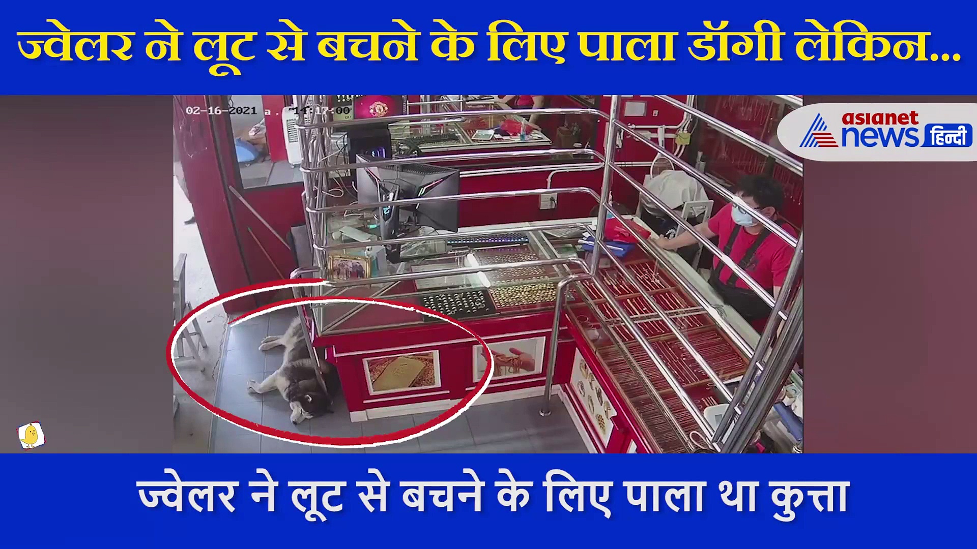 हजारों खर्च कर दुकानदार ने रखवाली के लिए ख़रीदा था कुत्ता, लूट गई दुकान लेकिन वो खर्राटे भरकर सोता रहा