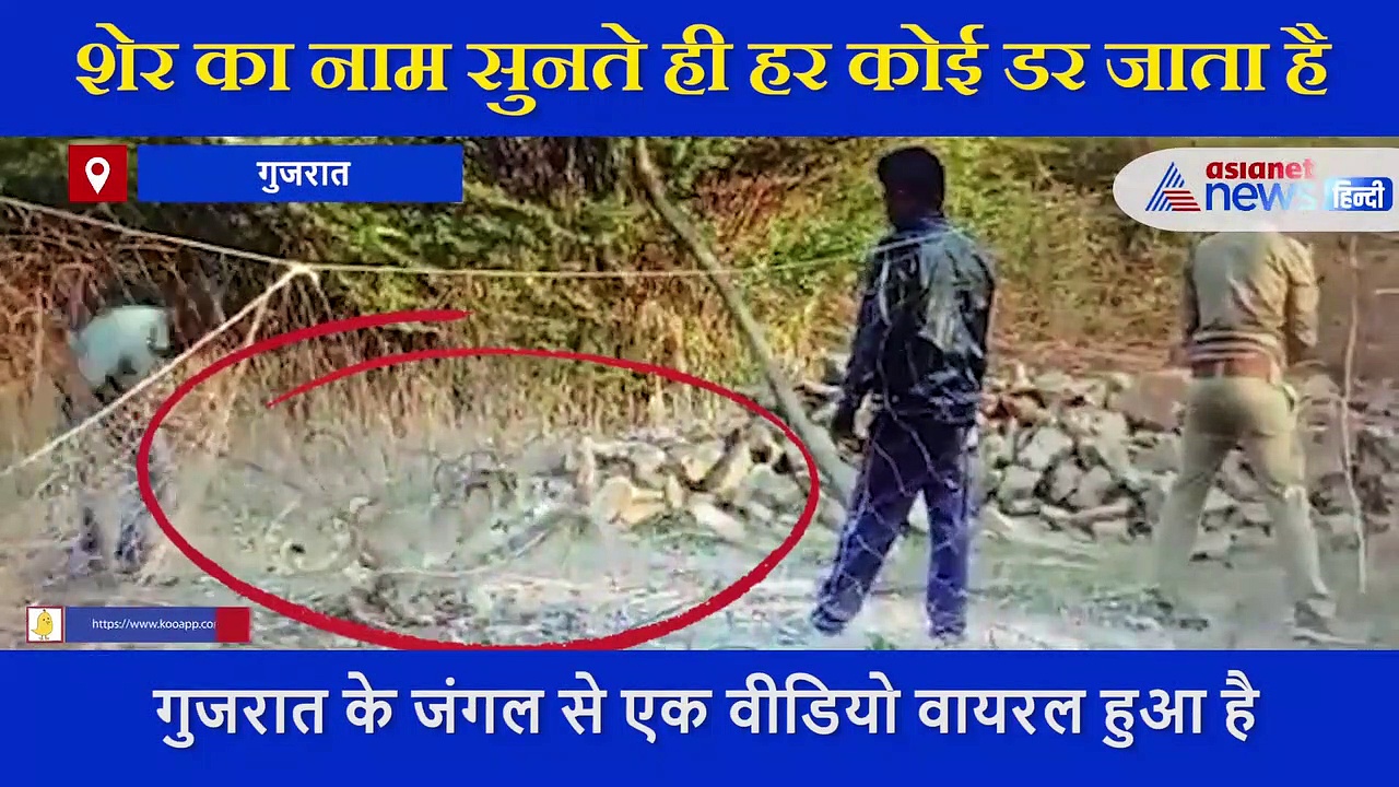 जाल में फंस गया था शेर का बच्चा, अपनी जान जोखिम में डाल शख्स ने ऐसे बचाई उसकी जिंदगी