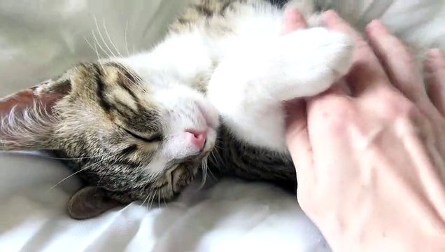 Adorable Baby Cat Sleeps Upside Down