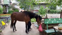 بدون تعليق: أوكراني يخاطر بحياته من أجل استعادة حصانه المفقود