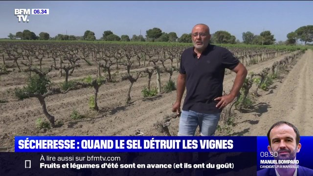 Sécheresse: quand le sel détruit les vignes en Camargue