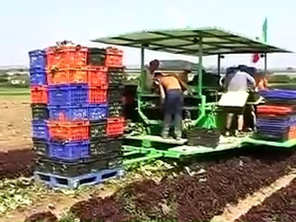 Marul Hasat Makinesi Nedir - Nasıl Çalışır?