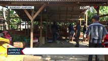 11 Sapi Terinfeksi PMK, Gubernur Lampung Perketat Pengawasan Ternak