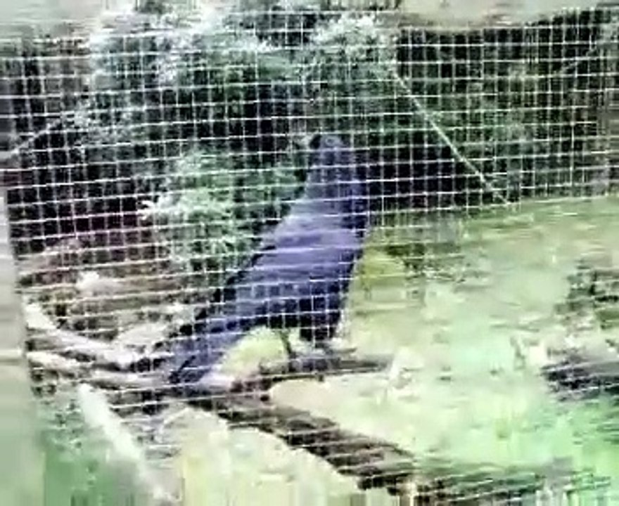 Terry the Raven at Tilgate Park