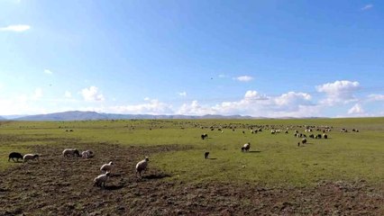 Muş, bölgenin hayvancılık merkezi haline geliyor
