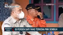 50 Persen Sapi Yang Terkena Wabah PMK di Nusa Tenggara Barat, Sembuh!