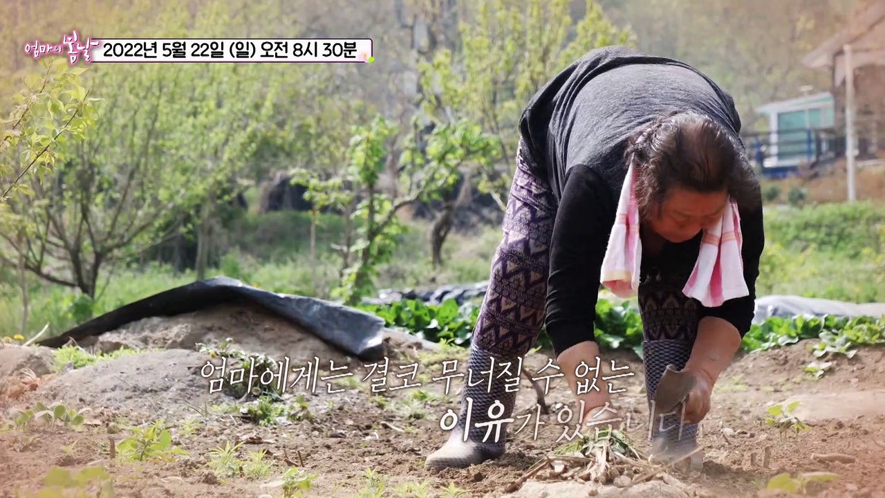 소야도 엄마의 마지막 소원_엄마의 봄날 349회 예고 TV CHOSUN 220522 방송