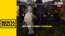 Kerajaan benar import lembu dari Thailand